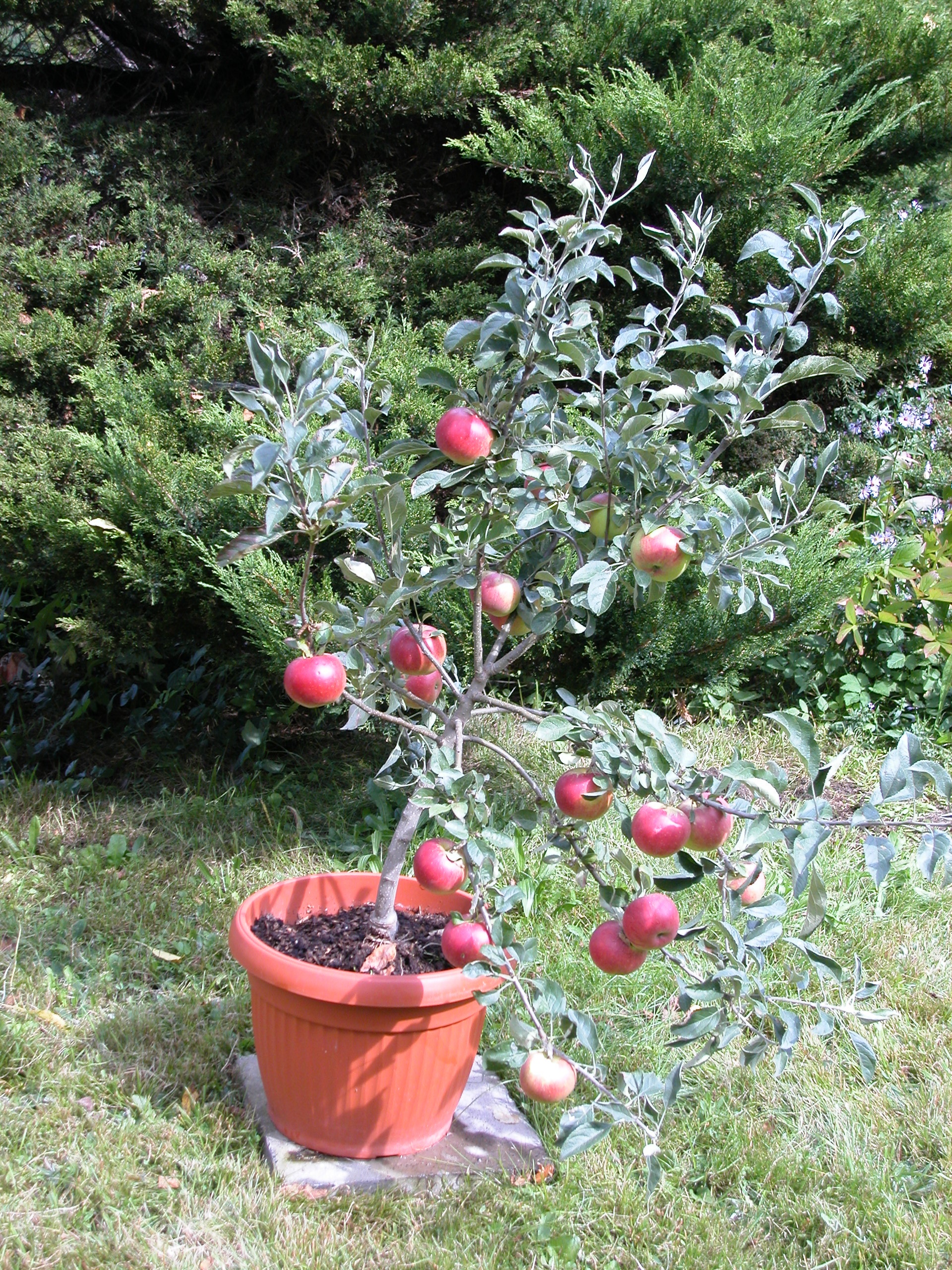 Neue Obstsorten | Mini-Cox